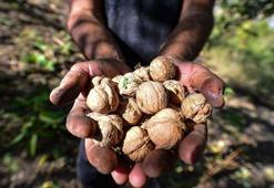 Omega-3’ün sürpriz kaynağı! Balık sevmeyenler pazarda buna hücum ediyor: Kilosu 200 TL