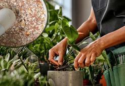 Evdeki bitkilere kalsiyum desteği sunuyor! Çiçek bakımının püf noktası