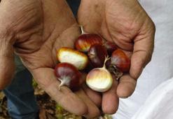 Kestanecilerin özel tarifi! Tavada değil, fırında pişirin