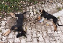 Isparta'da 'sahipsiz köpekler zehirlenerek öldürüldü' iddiası