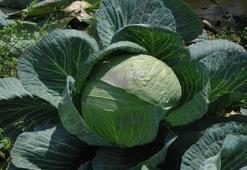 Osmaniye'de yüzleri güldüren hasat! Hepsi yerli ve ata tohumu: Sofralara şifa taşıyor