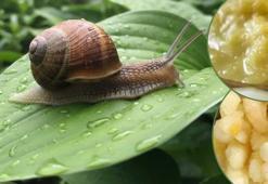 Bahçenizi sessiz istilacılardan koruyun! Salyangozları uzaklaştıran en etkili yöntem