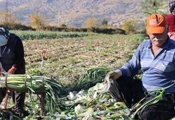 Kozan'da şifalı hasat başladı, kilosu 20 TL! Kış aylarında hastalıklardan koruyor