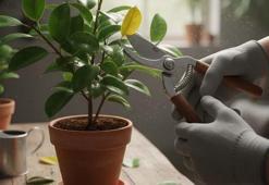 Bu 5 ağaç ve bitkiyi ocak ayında mutlaka budayın! Canlılık ve verimlilik sağlıyor