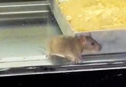 İzmir’de pes dedirten görüntü! Börek tezgâhında fareler cirit attı
