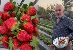 Çilekte kış hasadı başladı! Kilosu 130 TL'den satılıyor, damarları koruyor
