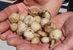 Küçük alanda yüksek kazanç sağlıyor, toprağa eken kazanıyor: Daha hasat gelmeden alıcısı hazır