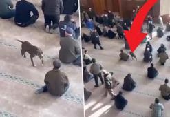 Cuma namazında korku dolu anlar! Pitbull cemaatin ortasına daldı