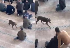 Pitbull camiye girdi, cemaat korku dolu anlar yaşadı