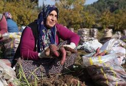 Hatay'da hasadı tamamlandı! Kilosu 30 TL ama markette 70 TL'den satılıyor