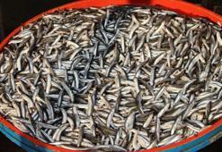 Taze balık nasıl anlaşılır? Balık alırken dikkat edilmesi gerekenler nelerdir?