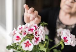 Sardunyası olanlar dikkat: Kış bakımı sandığınızdan önemli