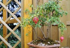 Apartman dairesinde bile yetiştirilebiliyor! 'Tanrıların meyvesi' olarak biliniyor: Bolluk ve bereketin simgesi
