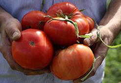 Domates neden çürür? Domatesin çürümesini önleyen yöntemler nelerdir?