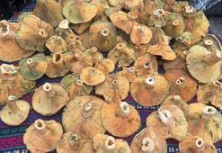 Kilosu 100 TL'ye kadar düştü! Güçlü bir B12 deposu, kemikleri de güçlendiriyor