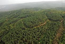 Biyolojik Çeşitlilik: Doğayı Koruma Mücadelesi ve Gelecekteki Tehditler