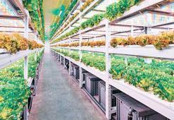 Dikey tarımda stratejik iş birliği