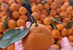 Mandalinanın yanına mutlaka ekleyin: Şekerin zararını sıfırlayan formül!