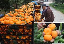 Tarlada kilosu 2 TL'ye kadar geriledi ama markette 35 TL'ye satılıyor!