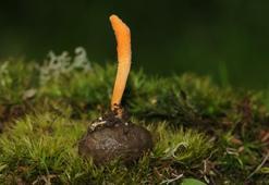 Doğanın sessiz hazinesi: Bulan milyoner oluyor! Altın ve elması tahtından eden servet