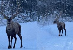Kocaeli Kartepe'de kızıl geyik görüntülendi