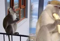 Giresun’da şaşkına çeviren olay! 'Bir maymunumuz eksikti, o da geldi'
