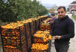 Dalında kalan emek! Toplamak zarar ettiriyor: Fiyatı 1 liraya düştü ama kimse sevinemiyor...