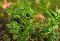 Kendisi küçük ama etkisi büyük! Avuç avuç yiyince kolesterolü resmen sıfırlıyor