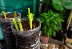 Evde organik yeşil soğan mucizesi: Kimse inanmıyor ama sadece 7 günde uzuyor!