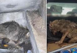 Zonguldak'ta kar nedeniyle aç kalan kurt, köpek barınağına sığındı