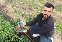 Herkesin önünden geçtiği toprak servet kapısı oldu: Topraktan çıkardığı Beyaz altınla taleplere yetişemiyor!