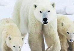 Kutup ayıları evlat ediniyor