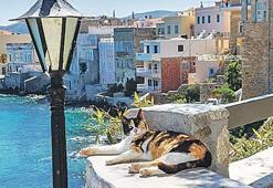 Kedi bakana ada tatili