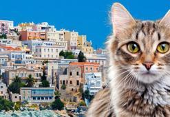 Kedi sevene 1 ay bedava tatil veriliyor! 2026 başvuruları çoktan doldu