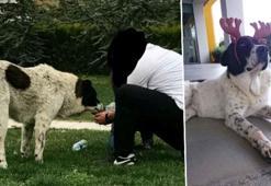 Sokak köpeği 'Matmazel'in darbedilerek öldürüldüğü iddiasına soruşturma