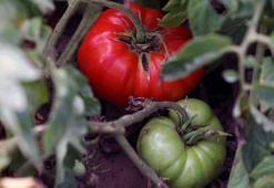 Domates neden çürür? Domatesin çürümemesi için nasıl muhafaza edilmeli?