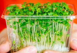 'En sağlıklı sebze' seçildi! Yüz üzerinden 100 puan aldı: Potasyum, kalsiyum ve demir zengini