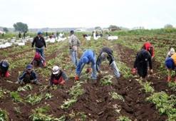 Milyoner olmak hiç bu kadar kolay olmamıştı! Tek bir hasatla hayatları değişiyor: Kışın hasat eden 1 yılda ev araba alıyor