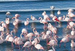 Soğuk havaya rağmen flamingolar göç etmedi