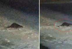 Çoruh Nehri donunca ortaya çıktı! Heyecanlanıp 'gel gel' diye çağırdılar