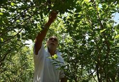 Bahçesine eken zengin, mutfağına koyan sağlıklı oluyor: En çok C vitamini portakalda değil, meğer bu meyvedeymiş