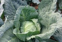 Ocak ayı bitmeden pazardan almanız gereken 5 sebze! Kış boyunca ihtiyacınız olan vitamin ve mineralleri karşılayacaklar