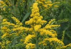 Doğada kendiliğinden yetişiyor! Akciğerleri toksinleri temizleyip kalbe iyi geliyor