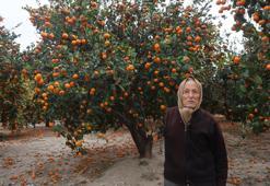 Hatay'da bedava dağıtılıyor! Bereket felakete döndü, ağaçlar artık taşıyamıyor
