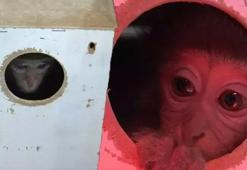 Antalya'da terminalde yakalanan Fıstık, yeni ailesiyle birlikte yaşamaya başladı