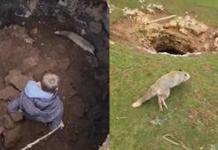 Kuyuya düşen tilki gençlerin çabasıyla özgürlüğüne kavuştu