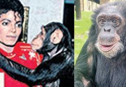 Şempanzesi emekli hayatında