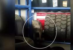 Köpek sandılar gerçek çok başka çıktı