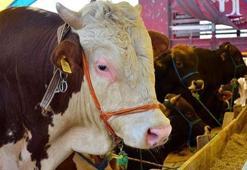 2026 Kurban Bayramı tarihi ne zaman, hangi ayda? Kurban Bayramı kaç gün tatil olacak? Ramazan Bayramı ne zaman?