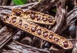 Lokman Hekim'in yüzlerce yıllık tavsiyesi! Öksürüğü ve balgamı bıçak gibi kesip kemikleri betona çeviriyor!